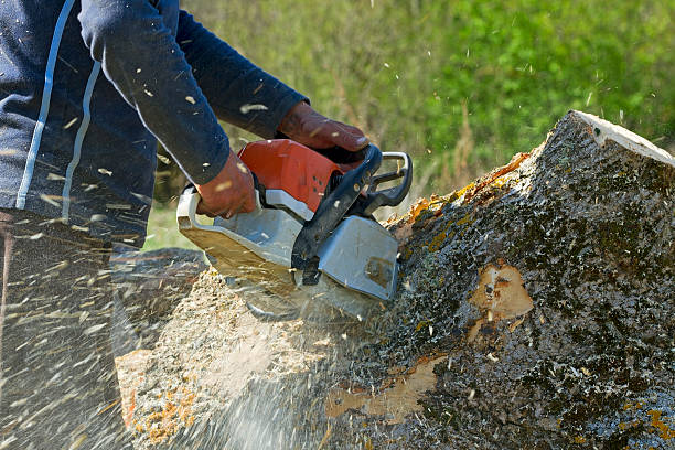 Best Best Tree Removal Services  in Vashon, WA